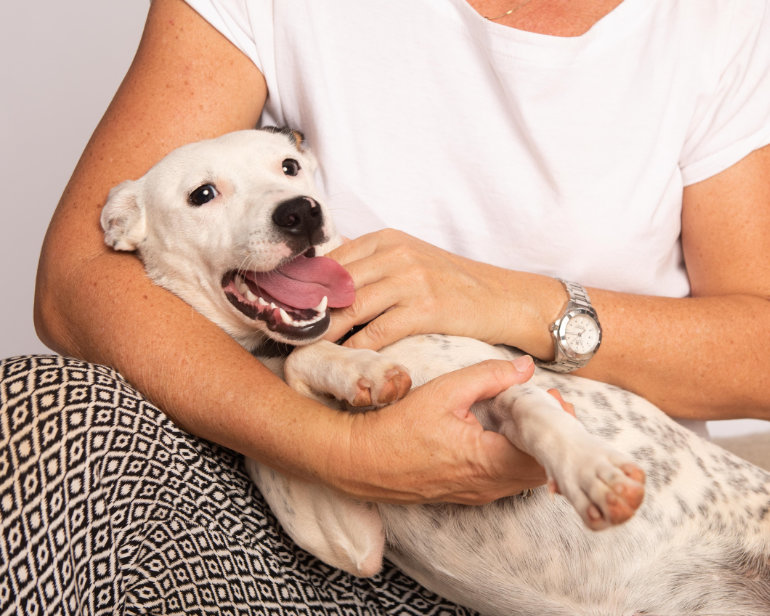 Safe Rescue Dogs SAFE Rescue