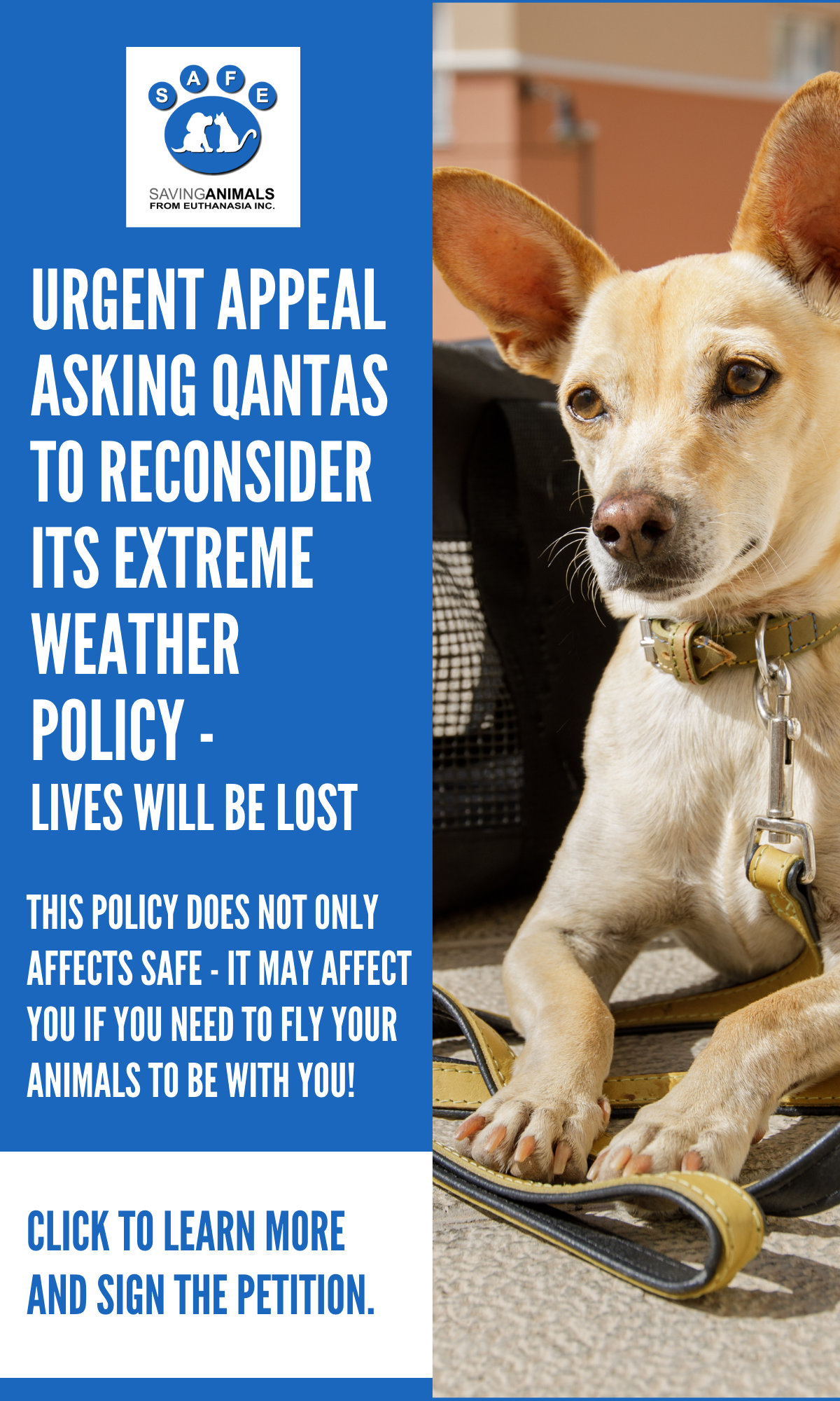 Safe Rescue Dogs SAFE Rescue